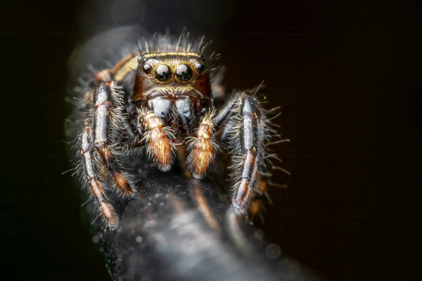 Image by Marianna Armata