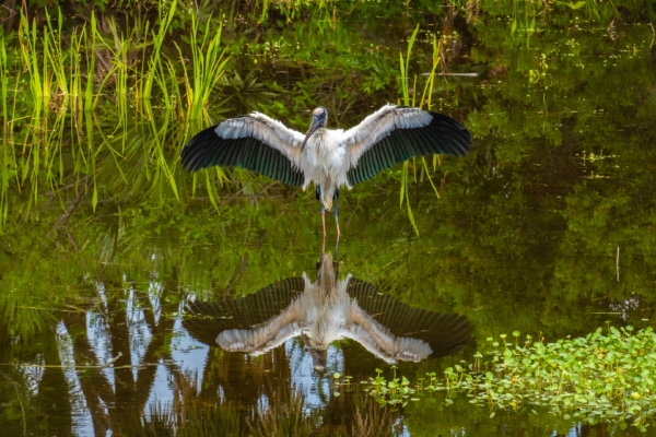 Image by Carmin Cristofaro