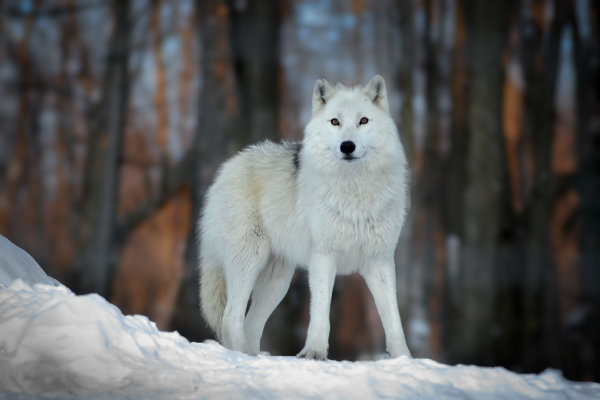 Image by Andreas Orfanos