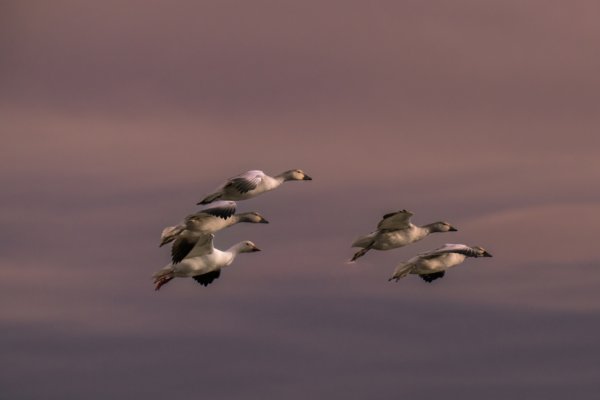 Image by Elaine Chubry
