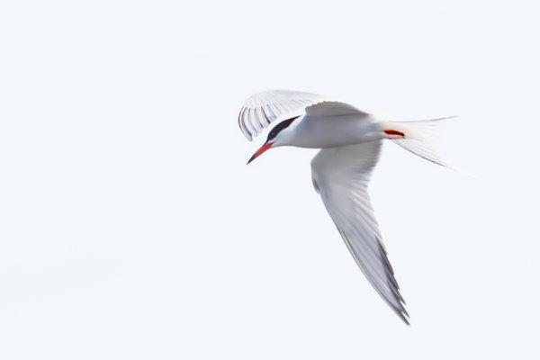 Image by Alain Lamarre