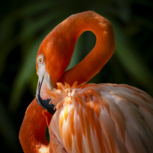 Image by Philip Colet