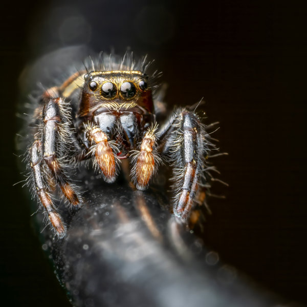 Image by Marianna Armata