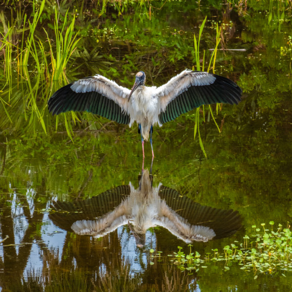 Image by Carmin Cristofaro