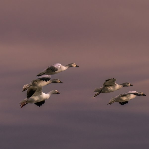 Image by Elaine Chubry