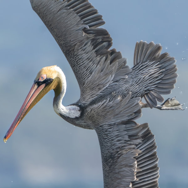 Image by Ron Harper