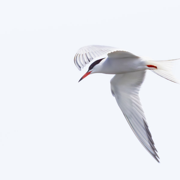 Image by Alain Lamarre