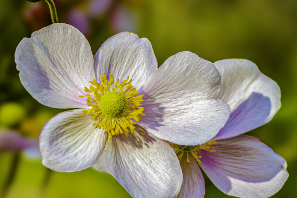 Image by Wayne Arnold