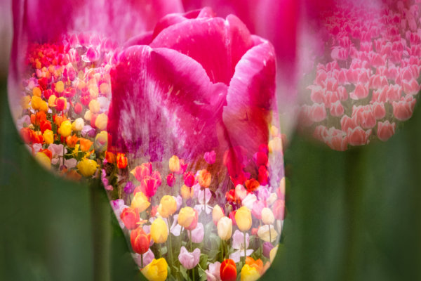 Image by Jane Melrose