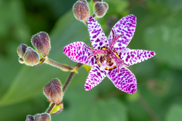 Image by Alain Lamarre