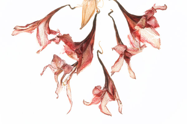 Image by Sasha Sadilova