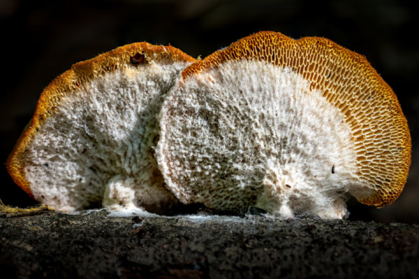 Image by Pini Zvionow