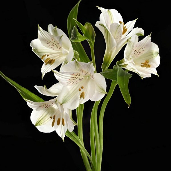 Image by Peter Wordsworth