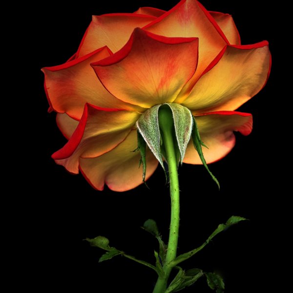 Image by Cynthia Magliocco