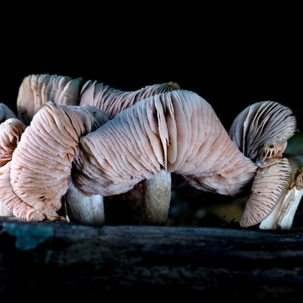 Image by Pini Zvionow