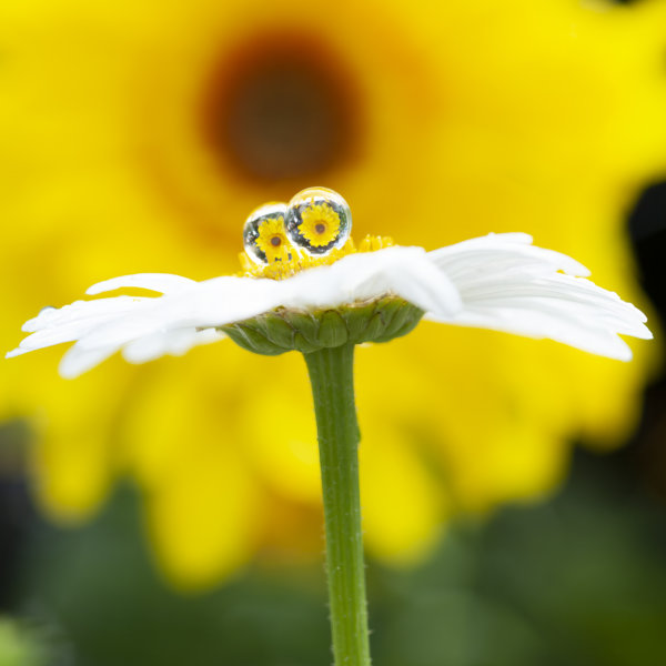 Image by Gerald Vincent