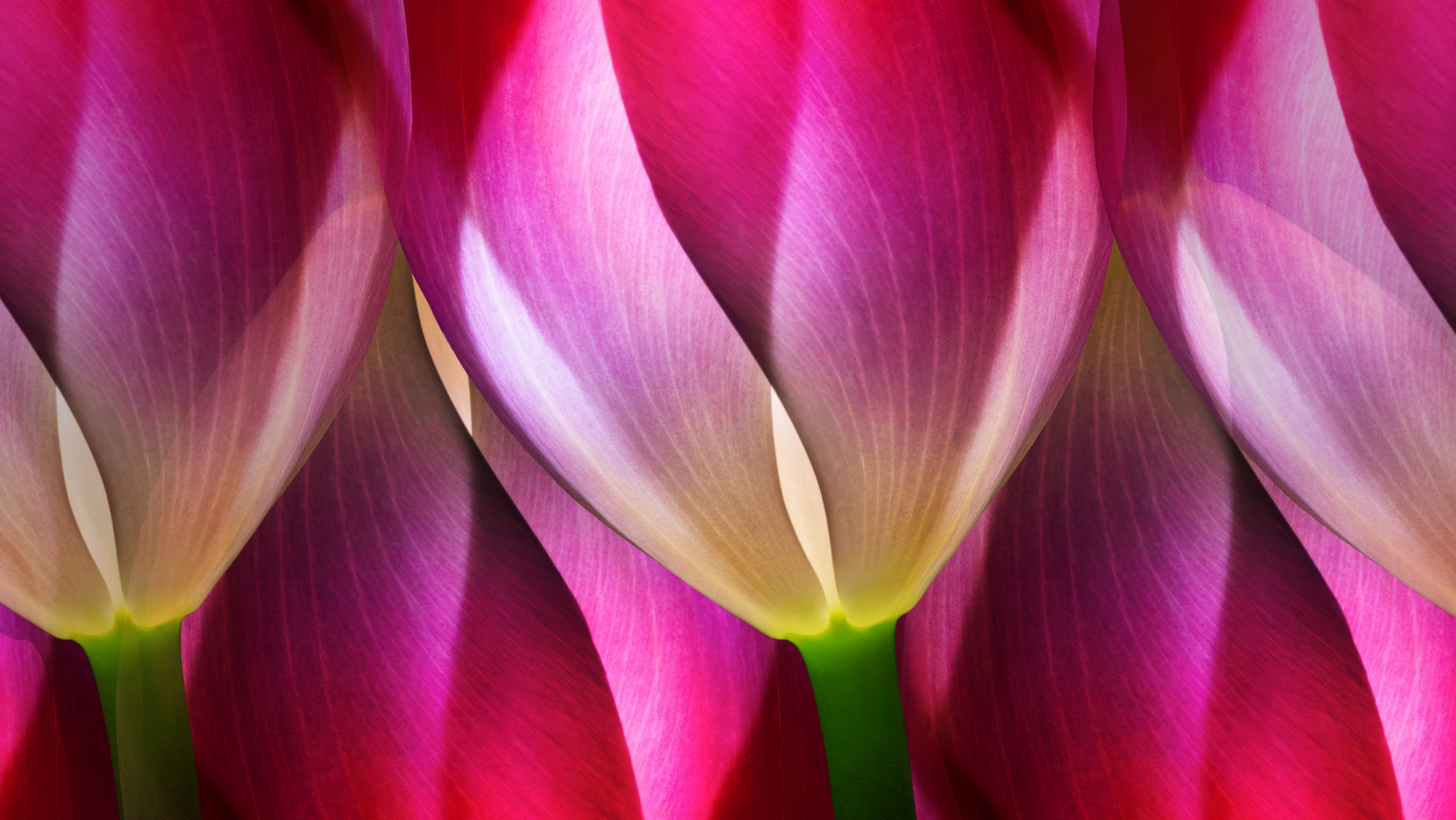 Tulips by Marianna Armata