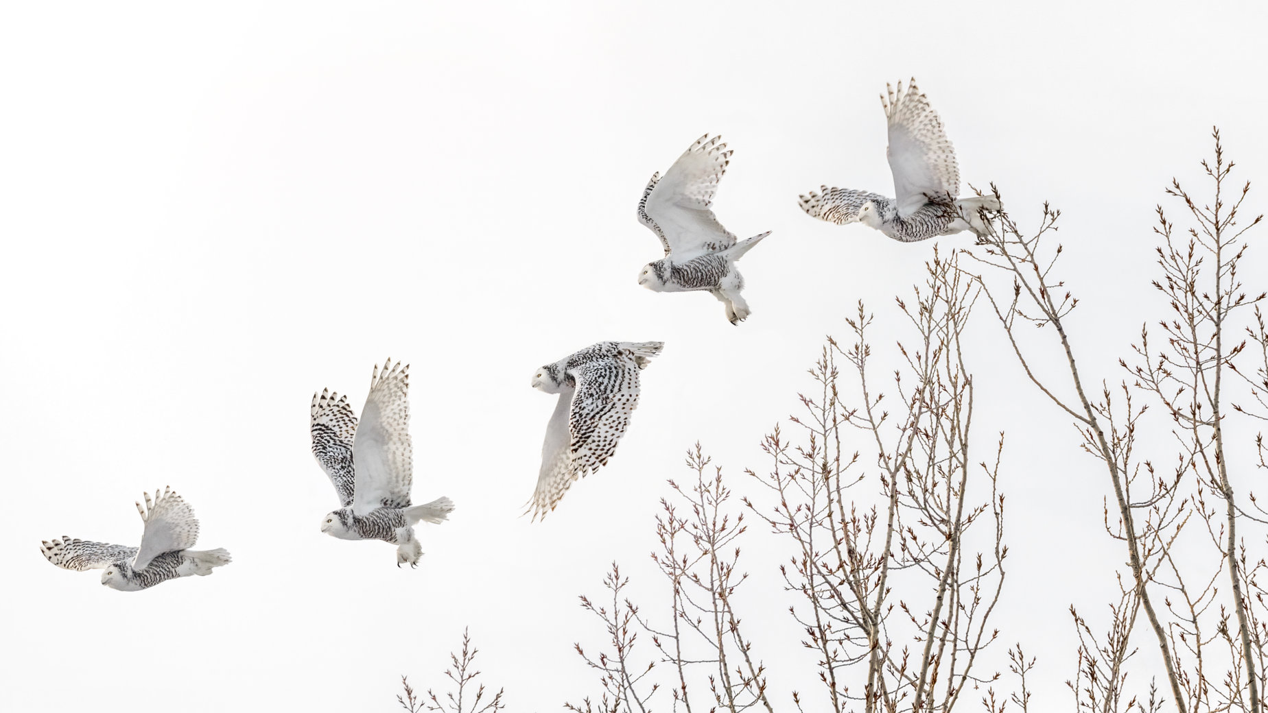 Snowy Owl take-off by Marianna Armata