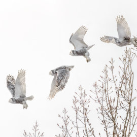 Snowy Owl take-off