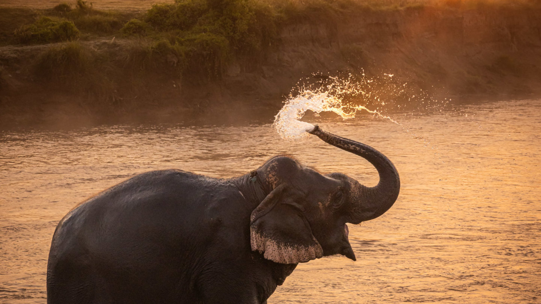 Chitwan Elephant, Nepal by Guy P Larin