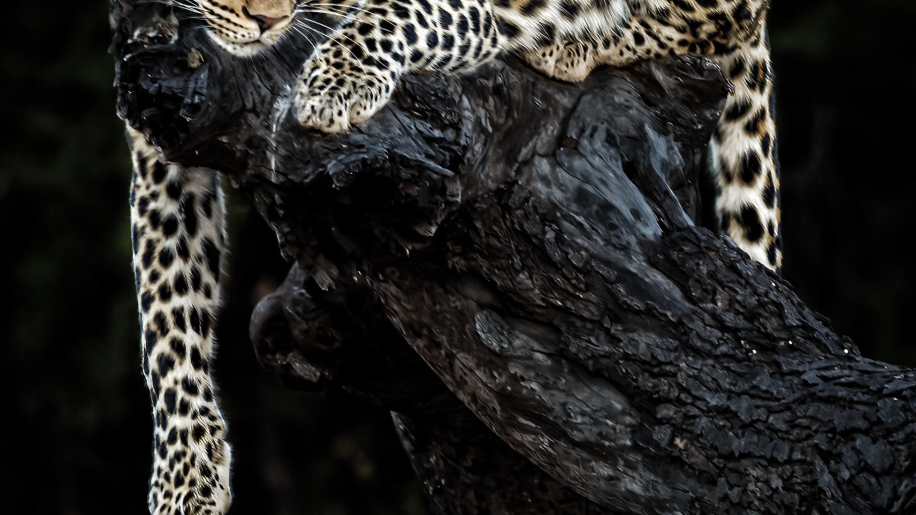 Lounging Leopard, Botswana by Guy P Larin