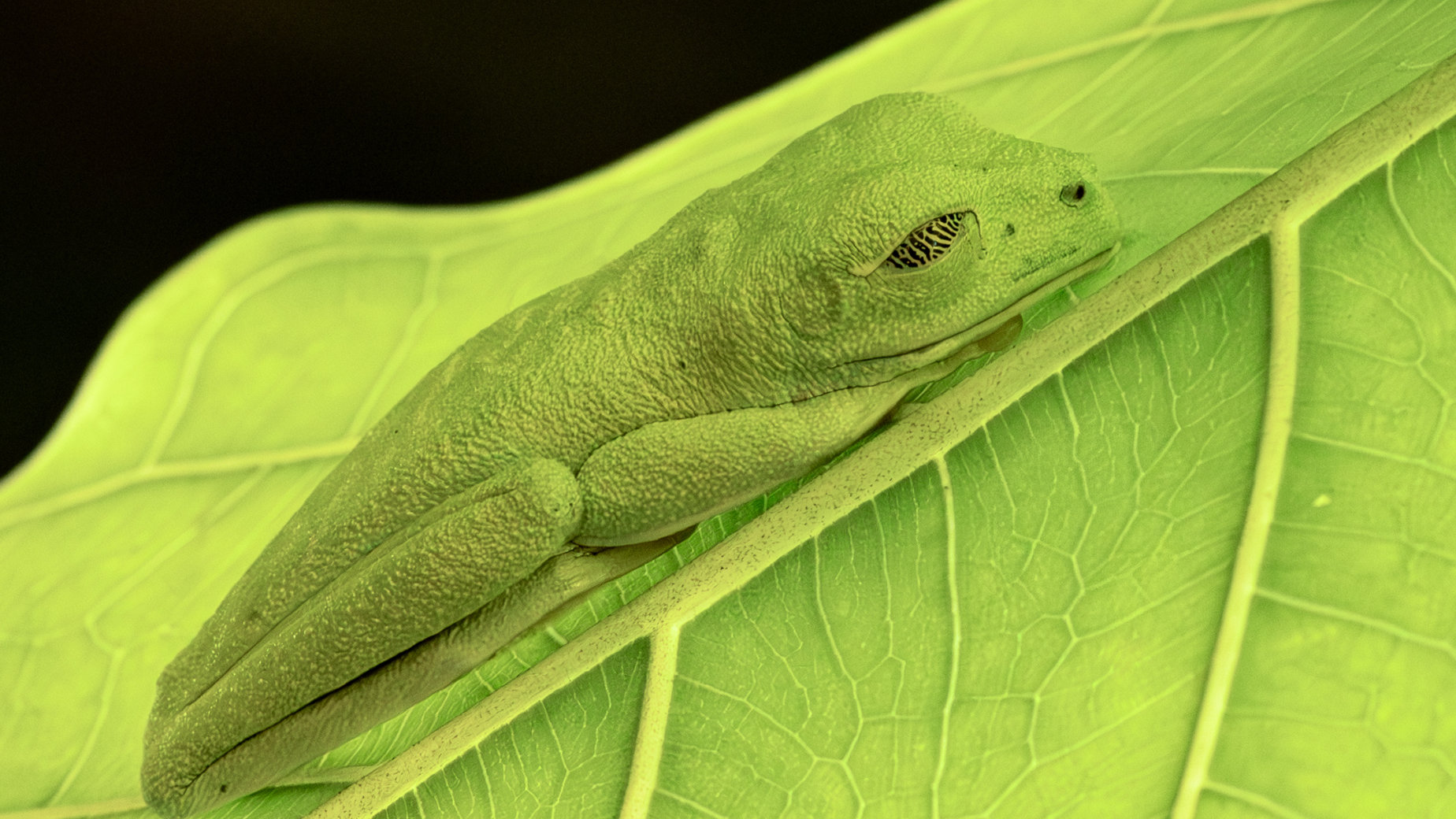 Red eye tree frog Costa Rica by Alain Lamarre