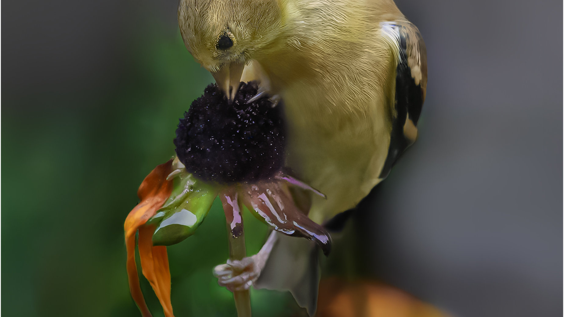 Hunting for Seeds by Bryan Fritz