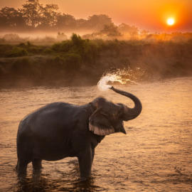 Guy P Larin Chitwan Elephant Nepal