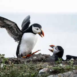 Puffin Conversation DSC8056 JPG