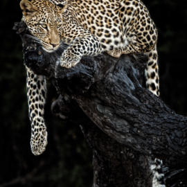 Guy P Larin Lazy Leopard Botswana