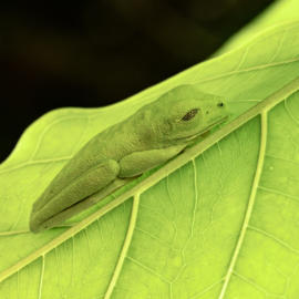 Alain Lamarre Red eye tree frog Costa Rica