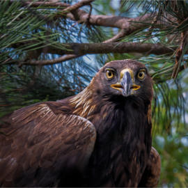 Golden Gaze vig 3 DSC 1872 crop