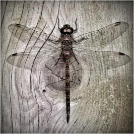 Aeshna dragonfly