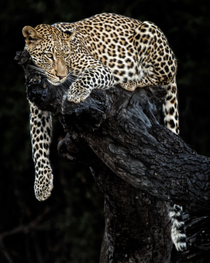 Image by Guy P Larin