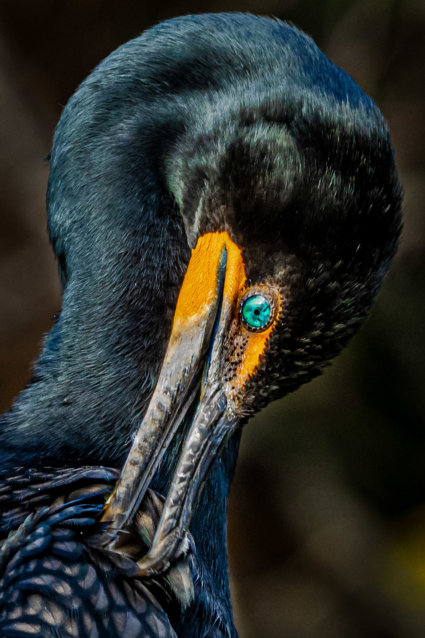 Image by Guy P Larin