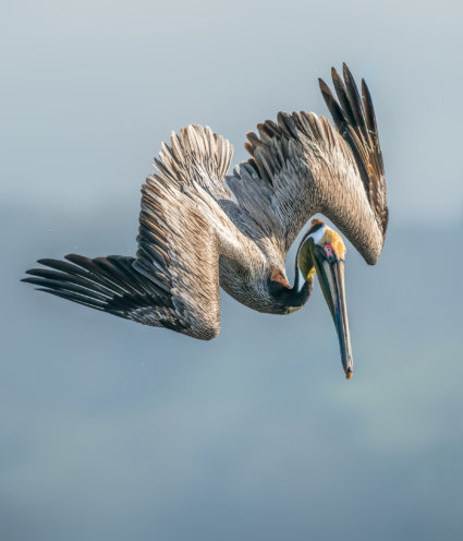 Image by Ron Harper