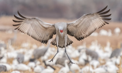 Image by Ron Harper