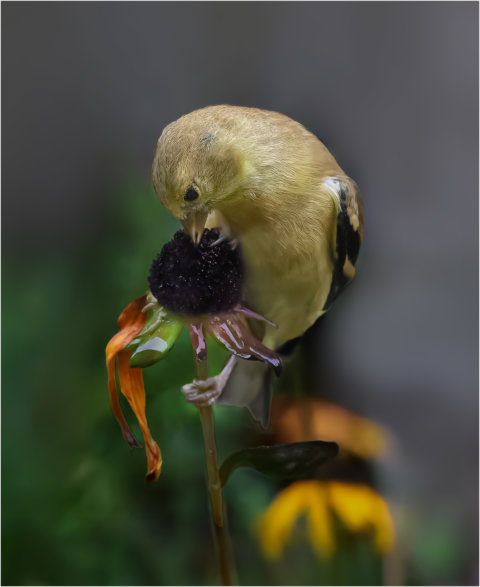 Hunting for Seeds by Bryan Fritz