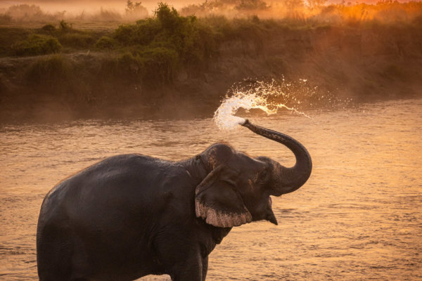 Image by Guy P Larin