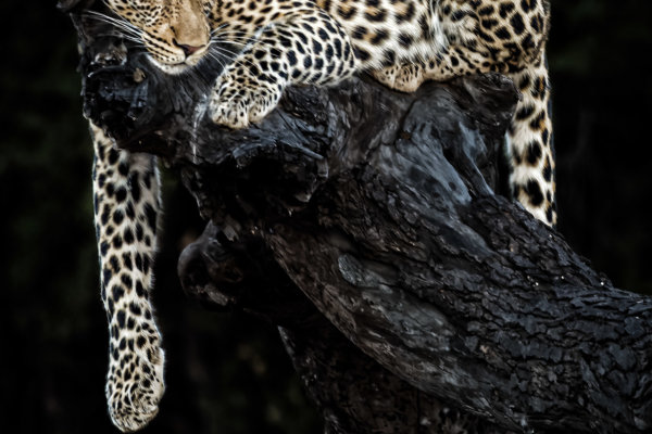Image by Guy P Larin