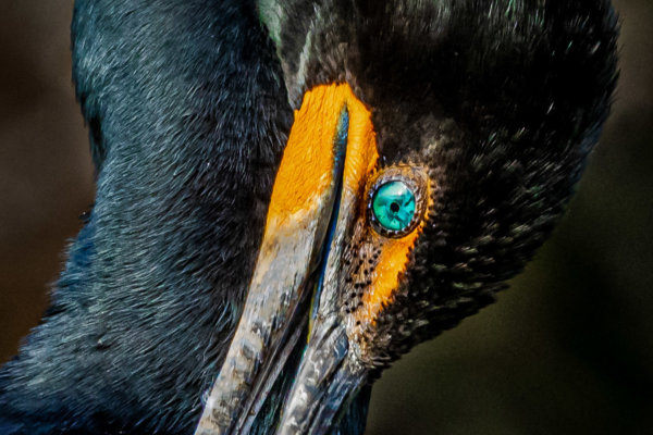Image by Guy P Larin