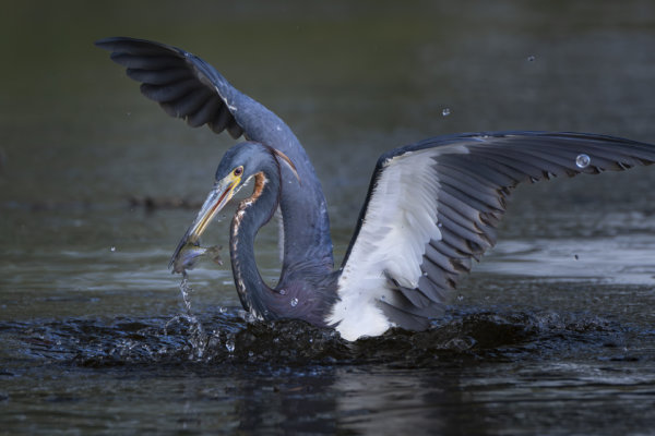 Image by Philip Colet