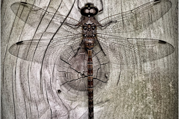 Image by David Inglis