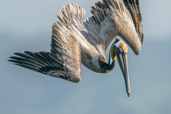 Image by Ron Harper