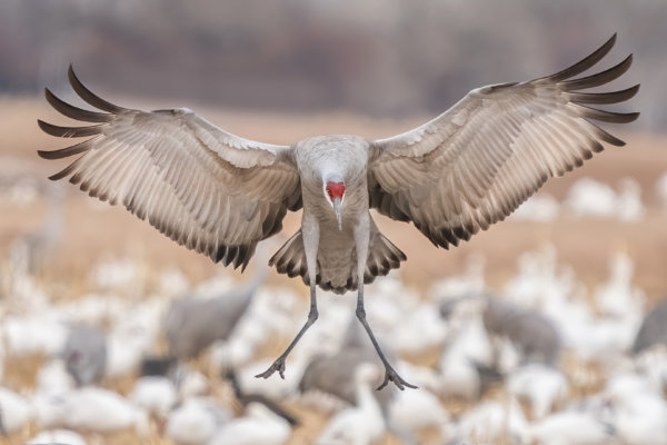 Image by Ron Harper