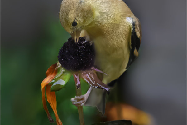 Image by Bryan Fritz