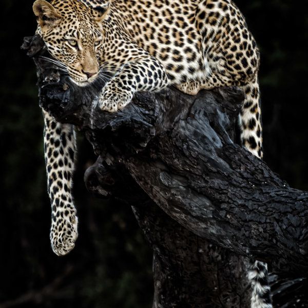 Image by Guy P Larin