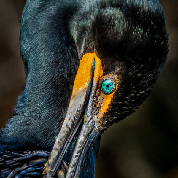 Image by Guy P Larin