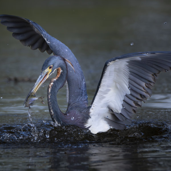 Image by Philip Colet