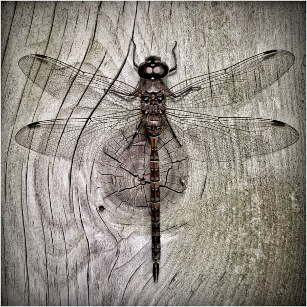 Image by David Inglis